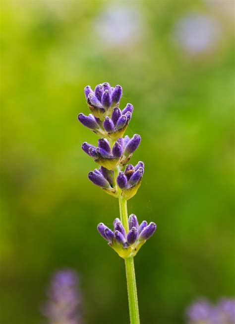 寬葉植物|寬葉薰衣草 (Lavandula latifolia) 照顧，種植，繁殖，。